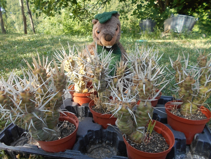 opuntia diademata