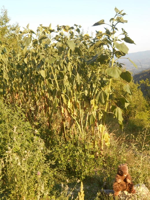 Sonnenblumen