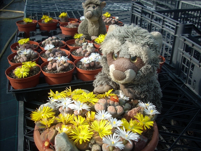 Lithops blühend