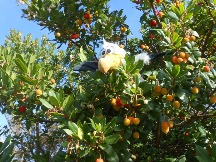 Guido im Erdbeerbaum