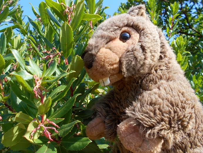 Blütenansätze vom Erdbeerbaum