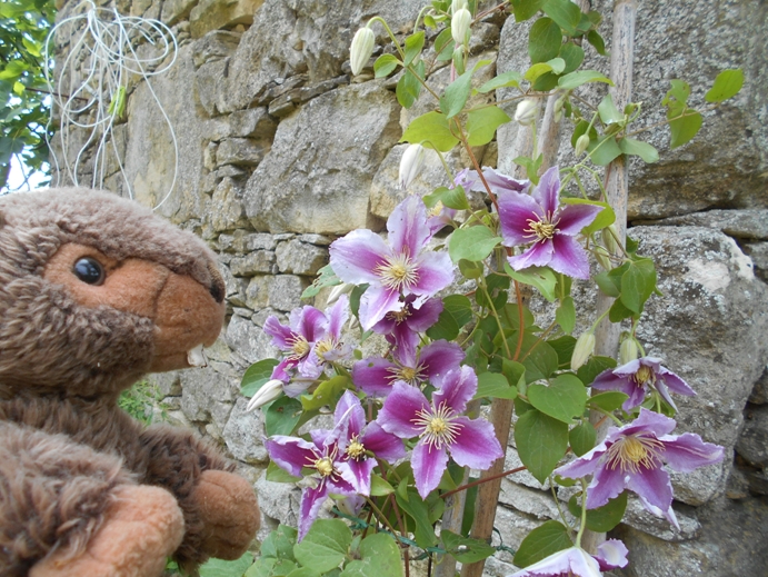 clematis