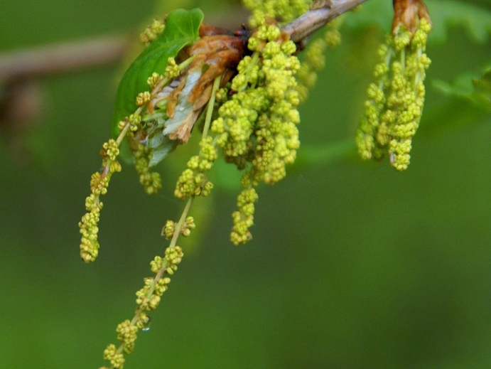 eichelblüte