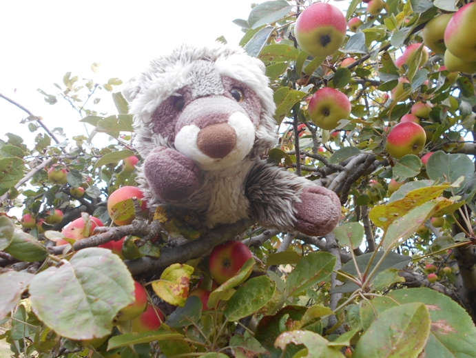 auf dem apfelbaum