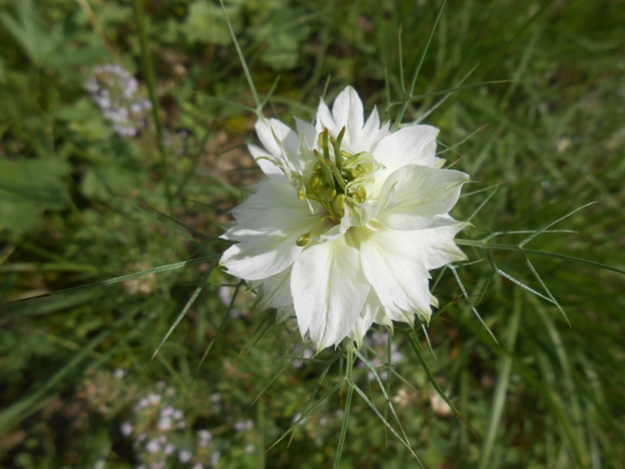 Jungfer im Grünen