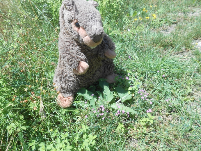 Tausendgüldenkraut