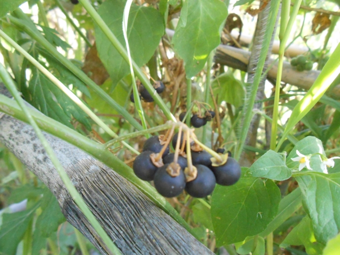 schwarzer Nachtschatten