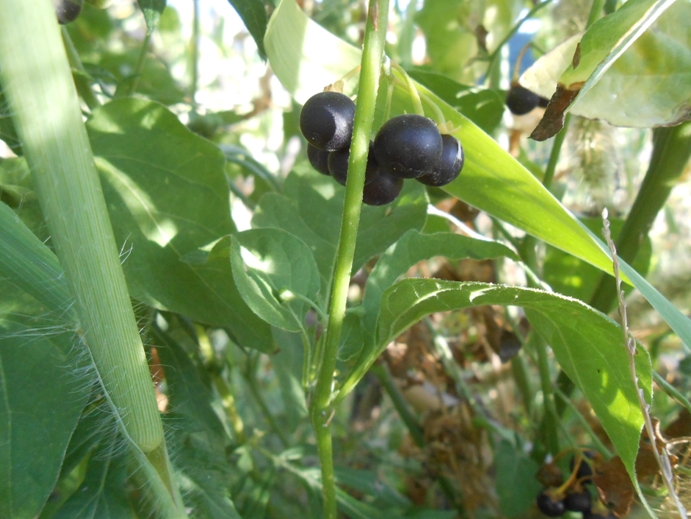 schwarzer Nachtschatten