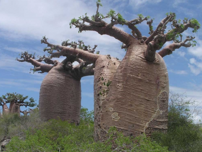 baobab