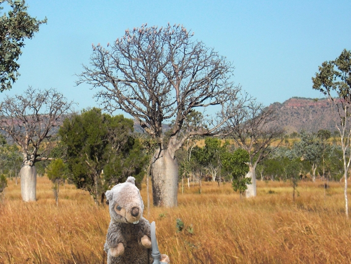 baobab