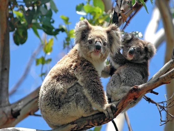 eucalyptus