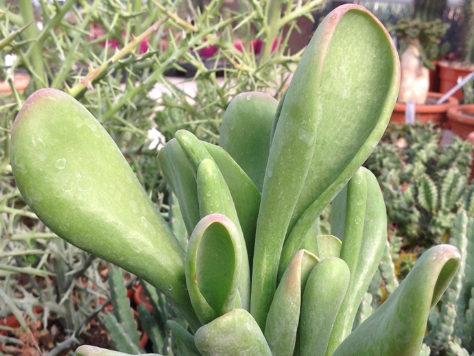 kalanchoe