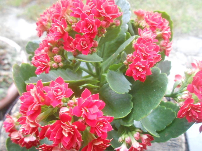 kalanchoe