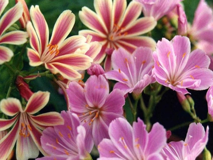 Lewisia