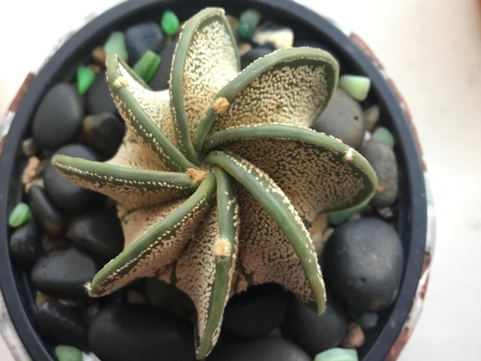 astrophytum