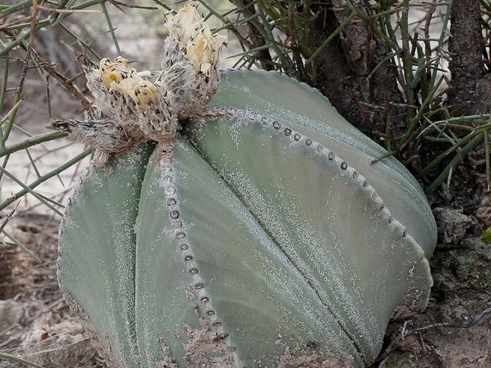 astrophytum