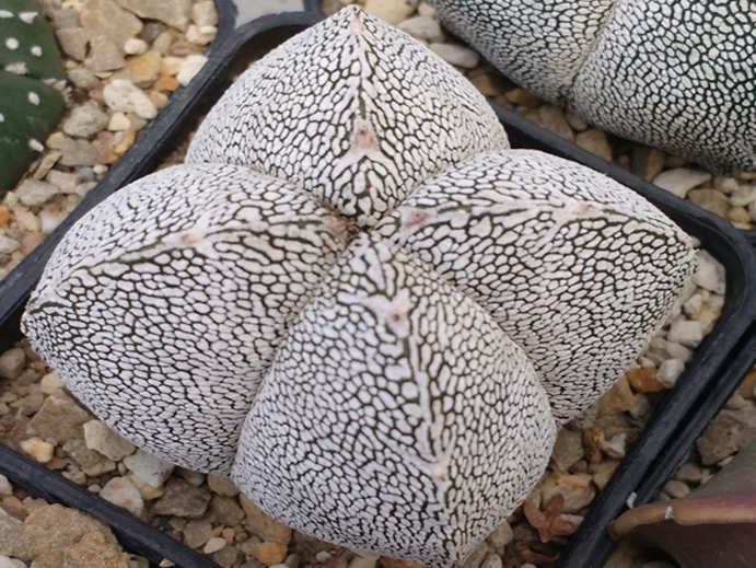 astrophytum