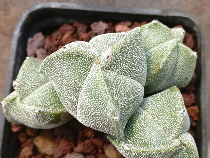 astrophytum