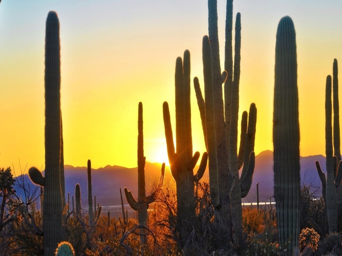 saguaro