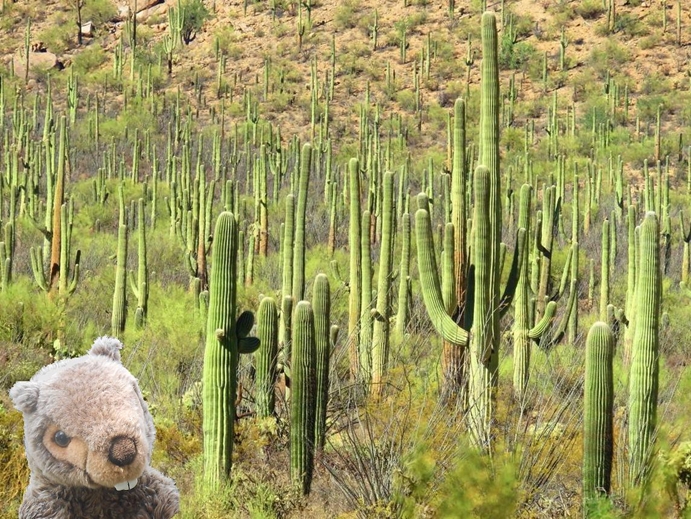 saguaro-kaktus