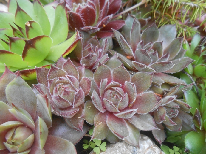 sempervivum