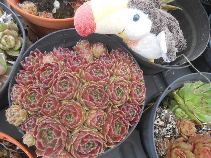 sempervivum