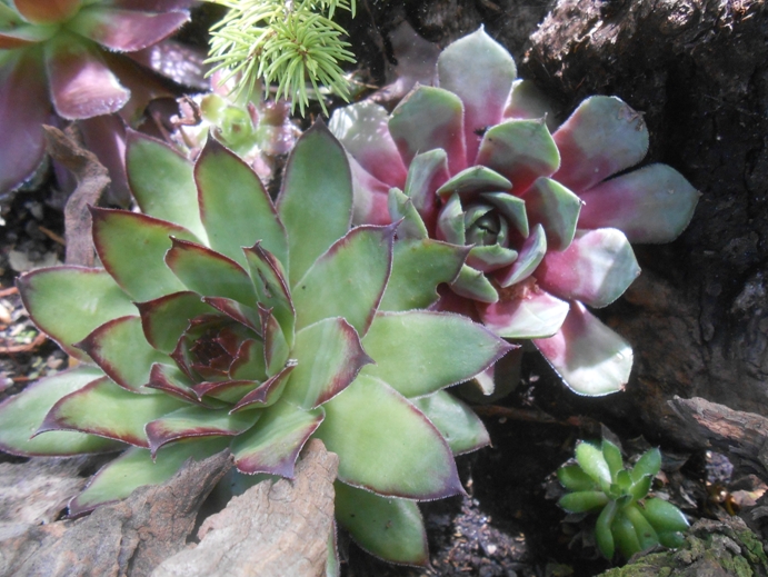 sempervivum