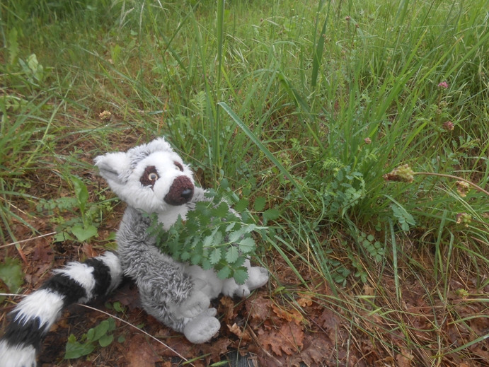 wiesenknopf