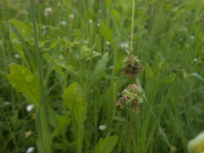 wiesenknopf