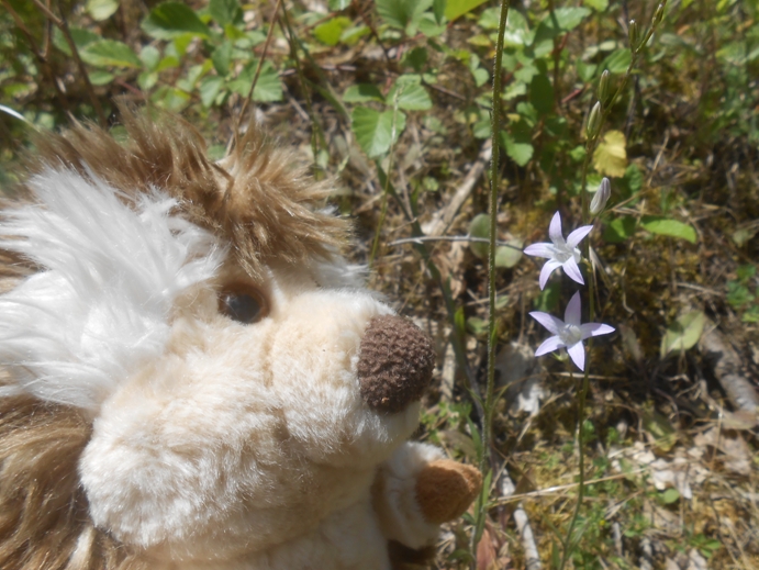 wiesenglockenblume