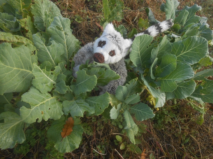 kohlrabi