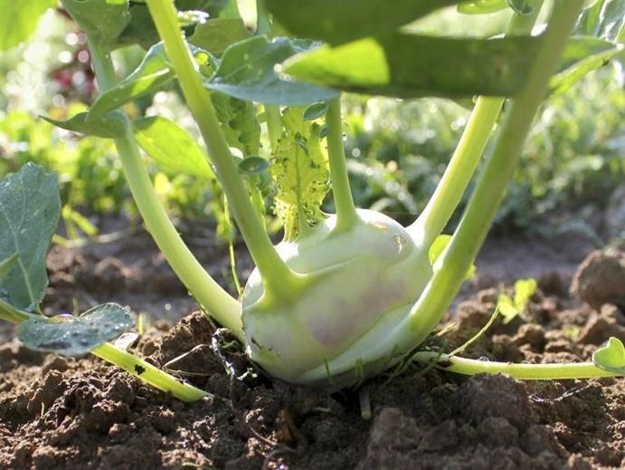 kohlrabi