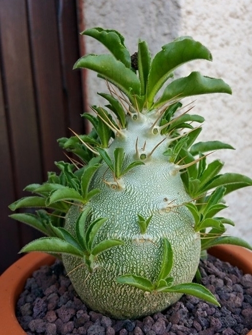 pachypodium