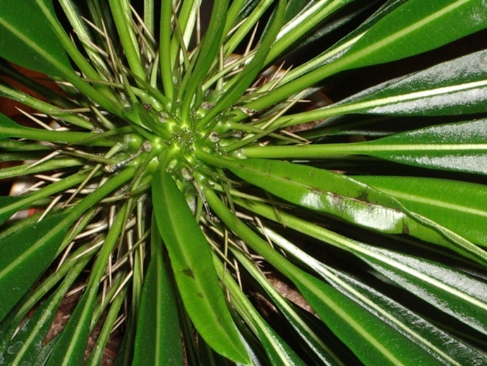 pachypodium