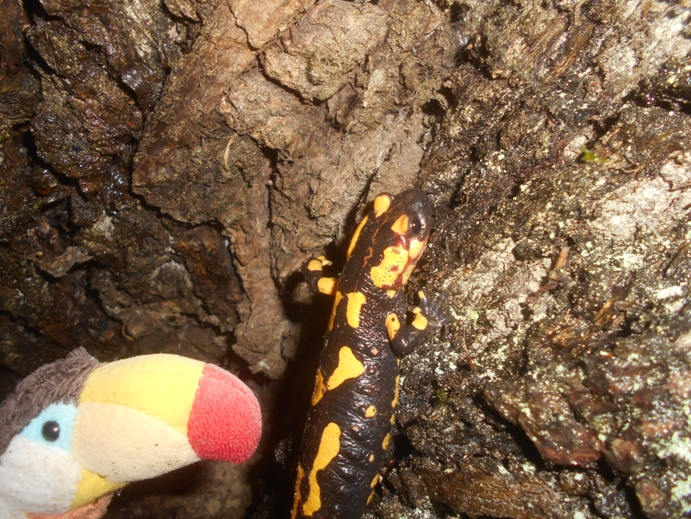 feuersalamander