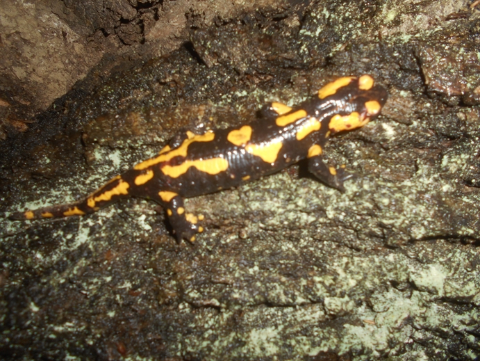 feuersalamander