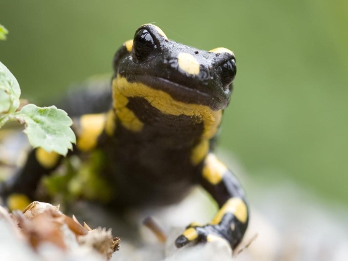 feuersalamander