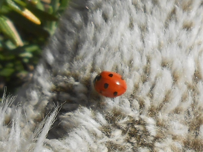 marienkäfer