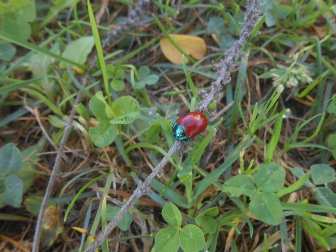 roter Pappelblattkäfer