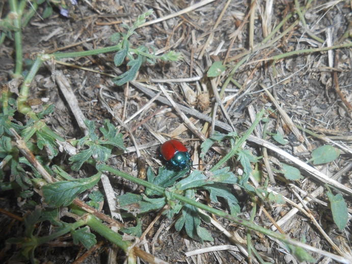 roter Pappelblattkäfer