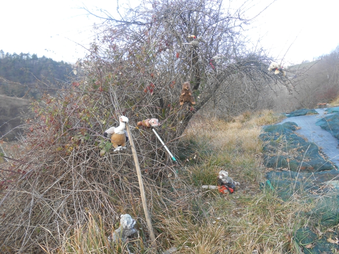 baum befreien