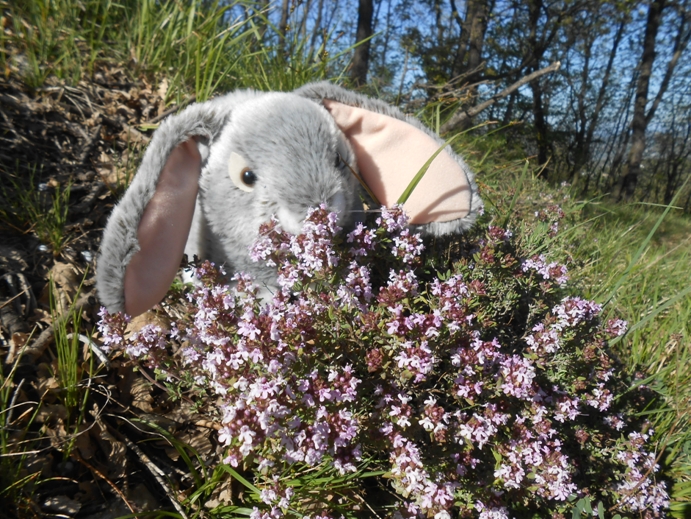 neuer hase