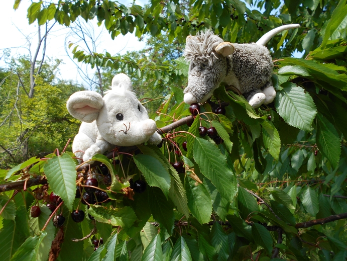 Edi und beppa auf Kirschbaum