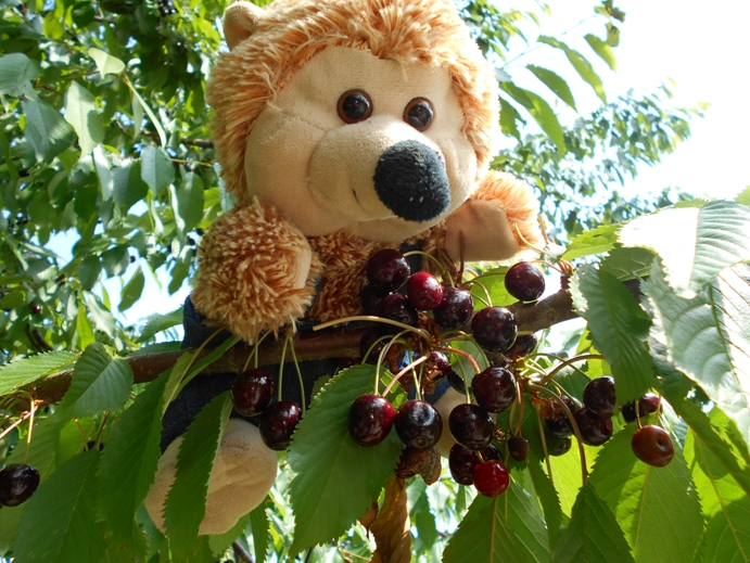 Harry auf Kirschbaum