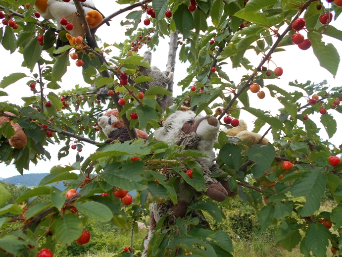 auf dem Kirschbaum