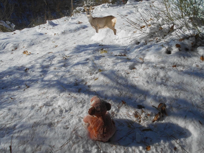 reh im schnee