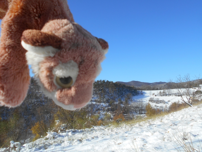 tiger im schnee