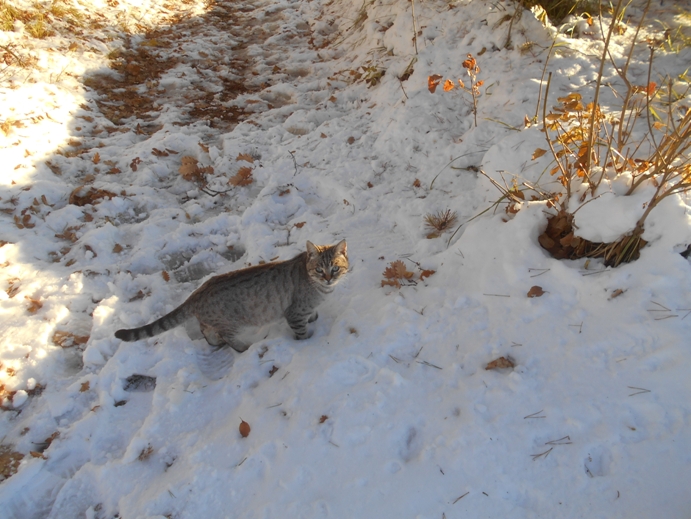 katze im schnee