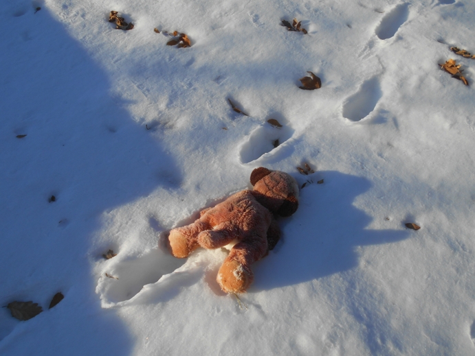 spuren lesen im schnee