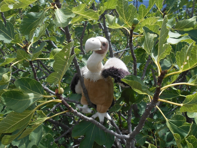 am Feigenbaum